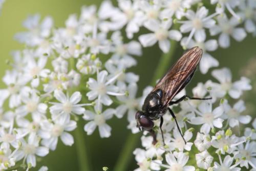 Cheilosia variabilis