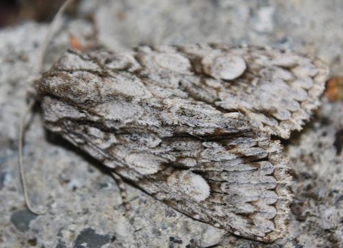 Meganephria bimaculosa