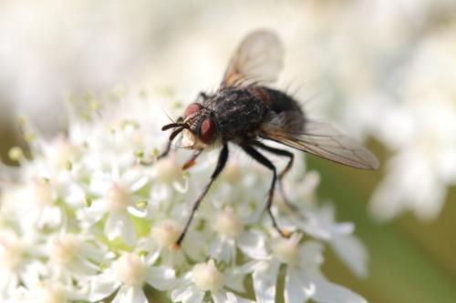 Linnaemya sp.