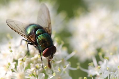 Lucilia sp.
