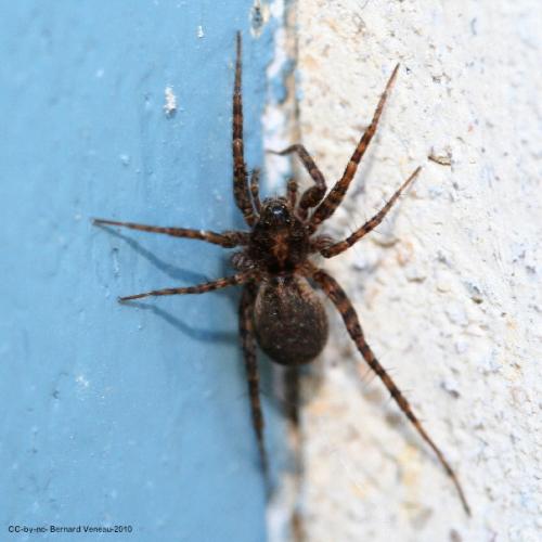 Pardosa sp.