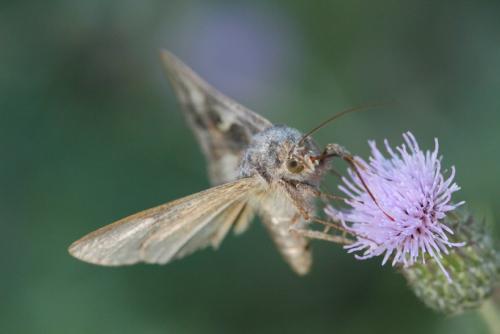 Autographa gamma