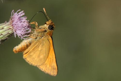 Ochlodes sylvanus