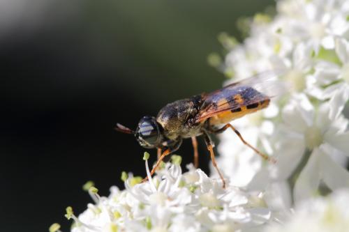 Réf. 108 775 : Odontomyia annulata