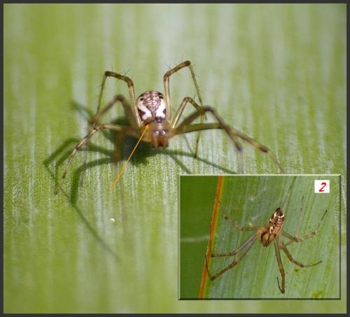 Réf. 108 090 : Linyphia sp.