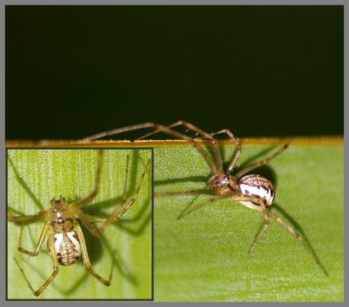 Réf. 108 082 : Linyphia sp.
