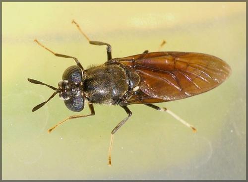 Hermetia illucens
