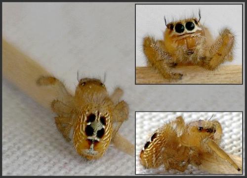 Réf. 108 229 : Thyene imperialis
