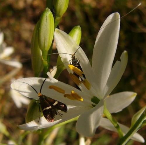 Adela australis