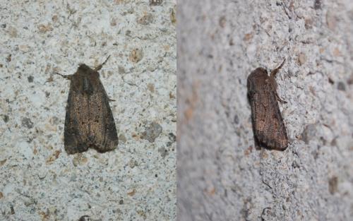 Luperina testacea