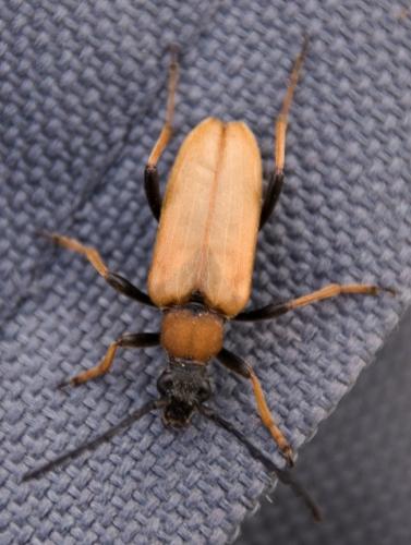 Stictoleptura rubra