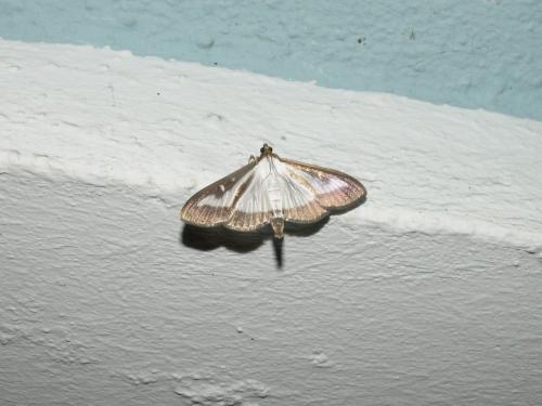 Cydalima perspectalis