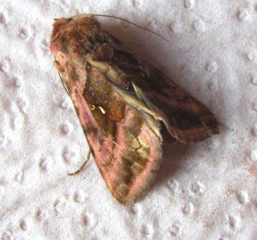 Autographa jota