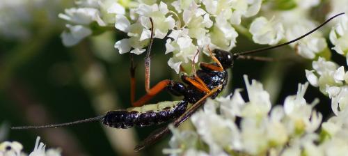 Glypta sp.