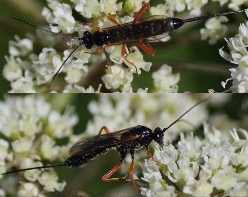 Réf. 108 138 : Glypta sp.