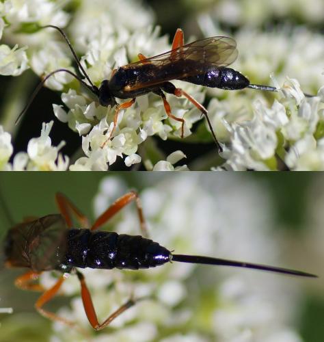 Réf. 108 196 : Glypta sp.