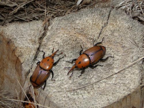 Réf. 108 556 : Rhynchophorus ferrugineus