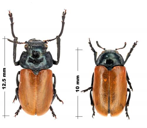 Lachnaia sp.