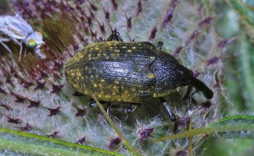 Réf. 108 633 : Larinus sturnus