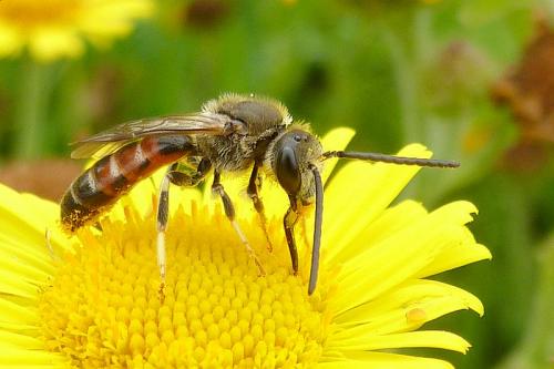 Réf. 108 818 : Lasioglossum calceatum