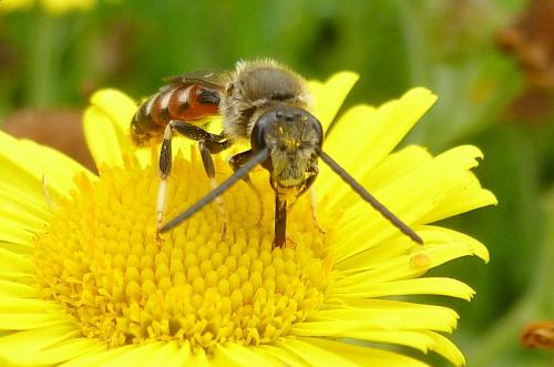 Réf. 108 819 : Lasioglossum calceatum