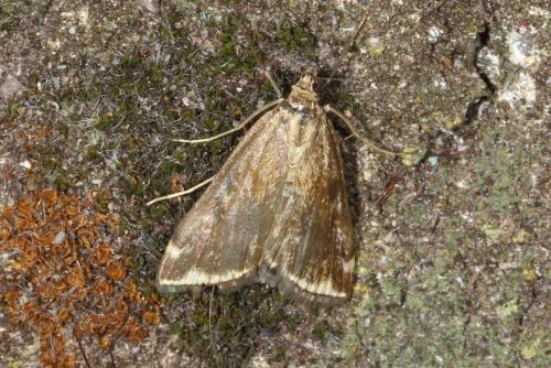 Loxostege sticticalis