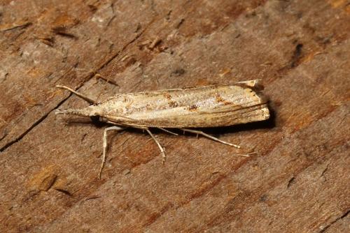 Réf. 108 614 : Agriphila geniculea