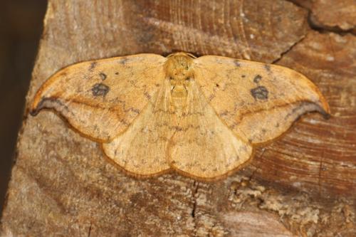 Drepana falcataria