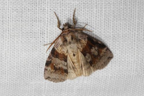 Cymatophorina diluta