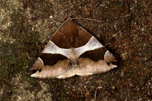 Dysgonia algira