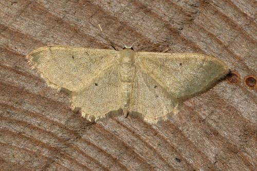 Idaea straminata