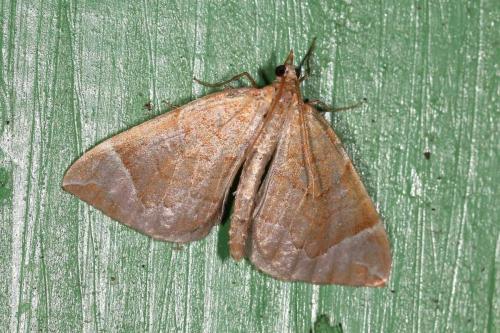 Réf. 108 826 : Eulithis testata