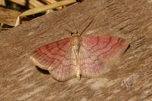 Réf. 108 170 : Scopula rubiginata