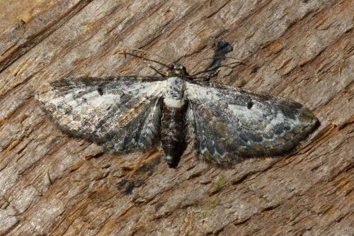Réf. 108 180 : Eupithecia succenturiata