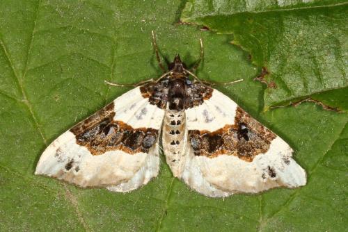 Réf. 108 372 : Cosmorhoe ocellata