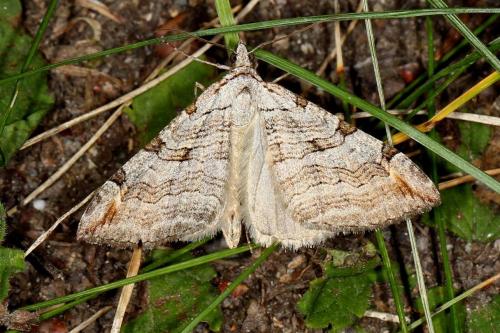 Réf. 108 367 : Aplocera plagiata