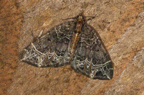 Ecliptopera silaceata