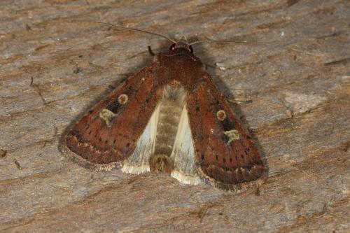 Réf. 108 004 : Xestia xanthographa