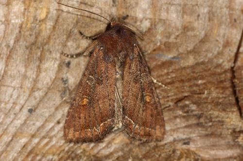 Réf. 108 307 : Lacanobia oleracea