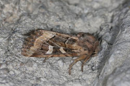 Réf. 108 812 : Luperina dumerilii