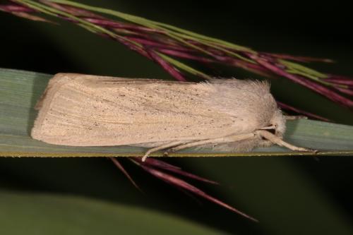 Réf. 108 899 : Rhizedra lutosa