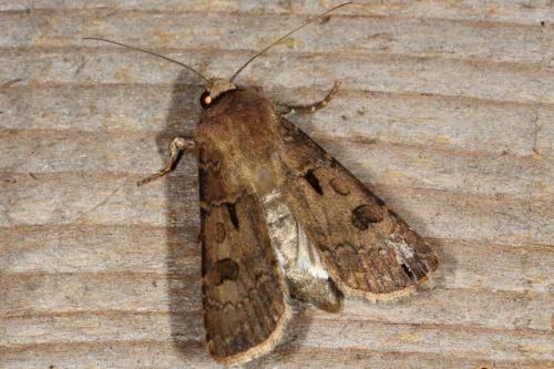 Réf. 108 182 : Agrotis exclamationis