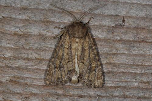 Réf. 108 094 : Luperina testacea