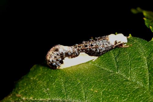 Réf. 108 410 : Monopis monachella
