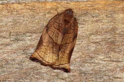 Réf. 108 242 : Archips podana