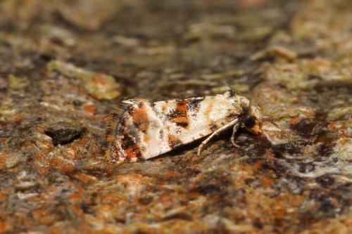 Réf. 108 418 : Cochylis hybridella