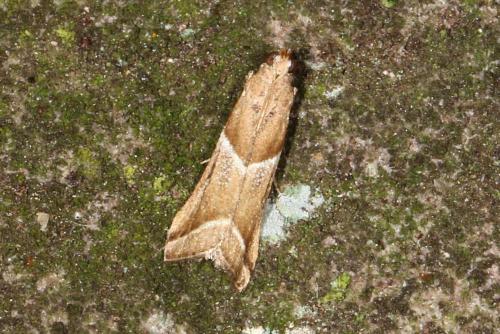 Réf. 108 419 : Nyctegretis lineana
