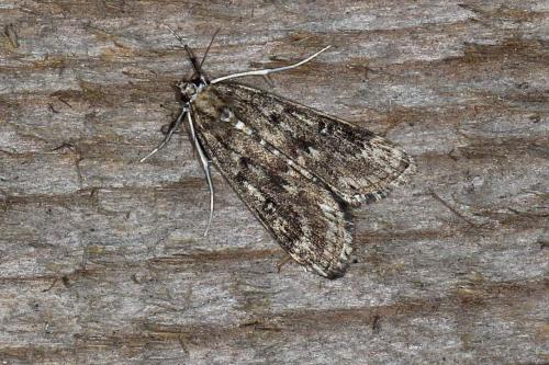 Réf. 108 081 : Parapoynx stratiotata