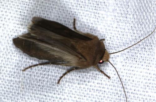 Réf. 108 489 : Agrotis sp.
