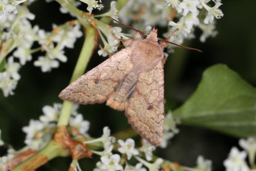 Agrochola circellaris